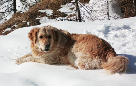 Hund im Schnee